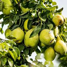 Organic Pear Tree Unrooted Cuttings — 5 x 10", For Propagation