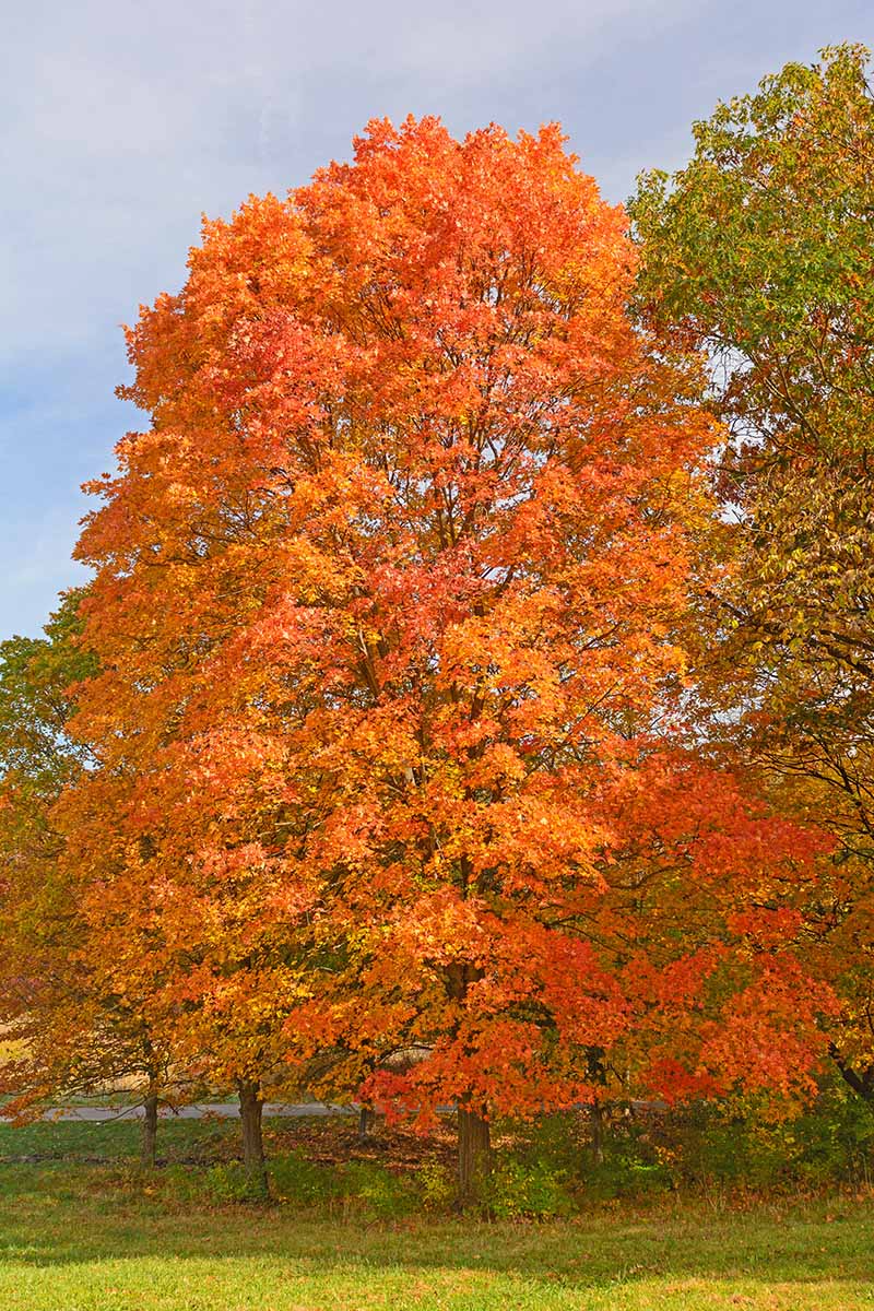Sugar Maple Cuttings (Acer saccharum) - 8 Unrooted Scions for Grafting