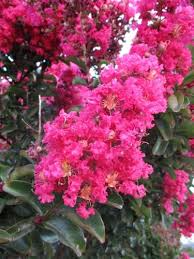 Lagerstroemia indica 'Hot Pink' - 2 Rooted Cuttings, 6" Tall, Bare Root, Dormant