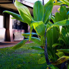 Hawaiian Green Ti Leaf Cuttings (Cordyline fruticosa) - 10 x 6" Starter Logs