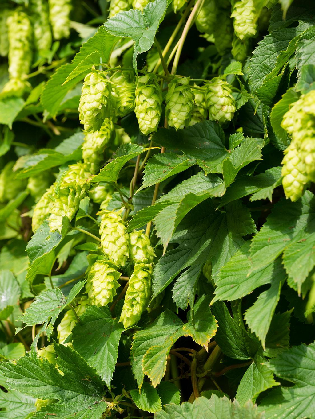 Saaz Hops Seeds (Humulus lupulus) - 5 Non-GMO Hop Vines for Trellis & Vertical Garden