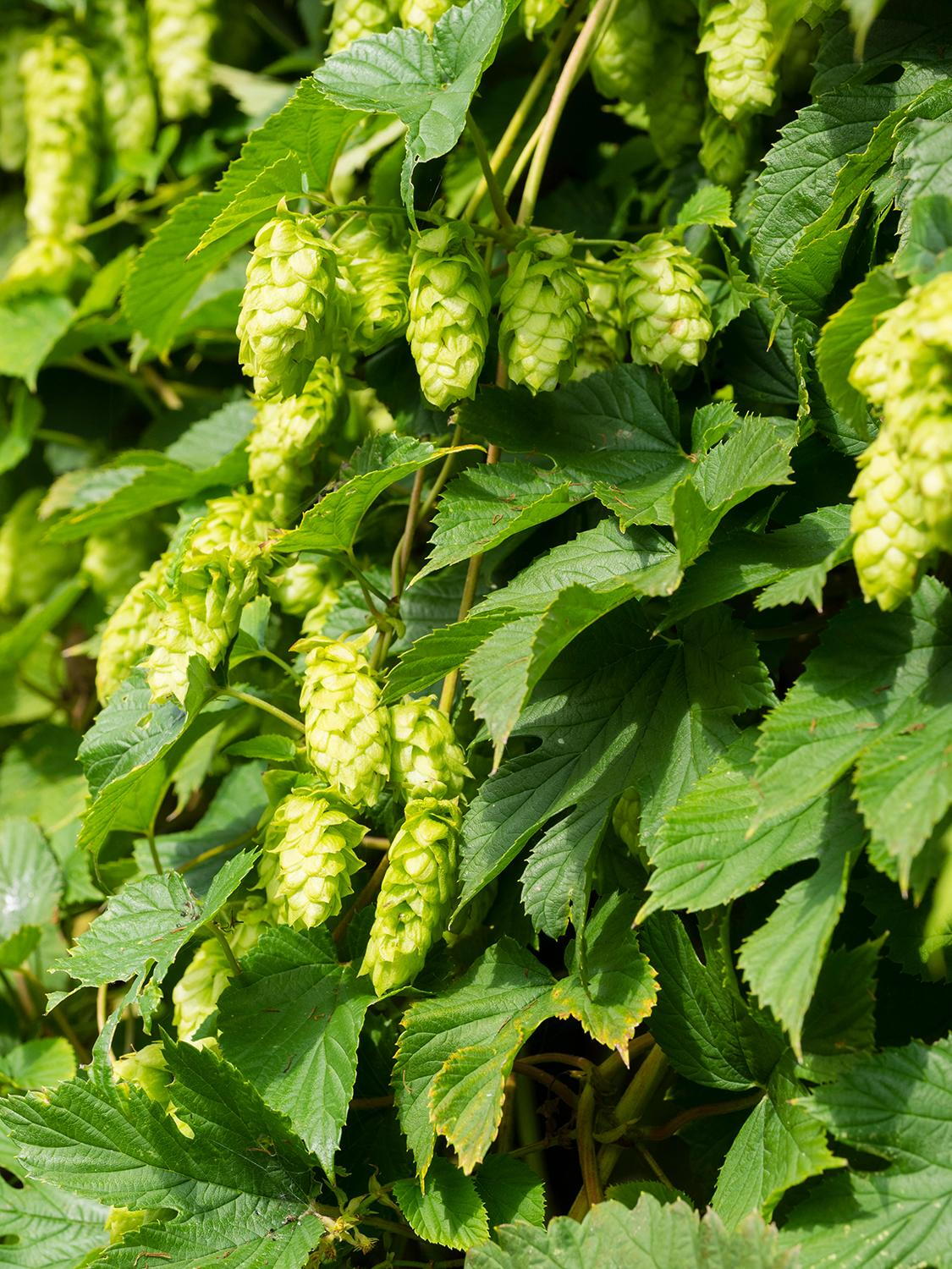 Saaz Hops Seeds (Humulus lupulus) - 5 Non-GMO Hop Vines for Trellis & Vertical Garden