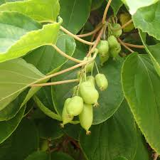 Hardy Kiwi Cuttings - 8 Unrooted Actinidia arguta Vines (Geneva3, Anna, Issai, Meader)