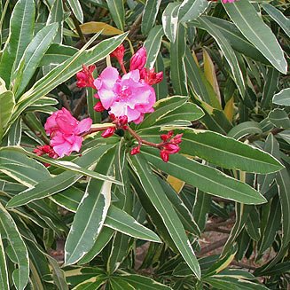 Oleander Nerium Oleander - 5 Fresh Unrooted Cuttings for Rooting or Grafting