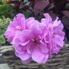 Lavender Pelargonium Peltatum Trailing Ivy Geranium Unrooted Cuttings - 3x 6"