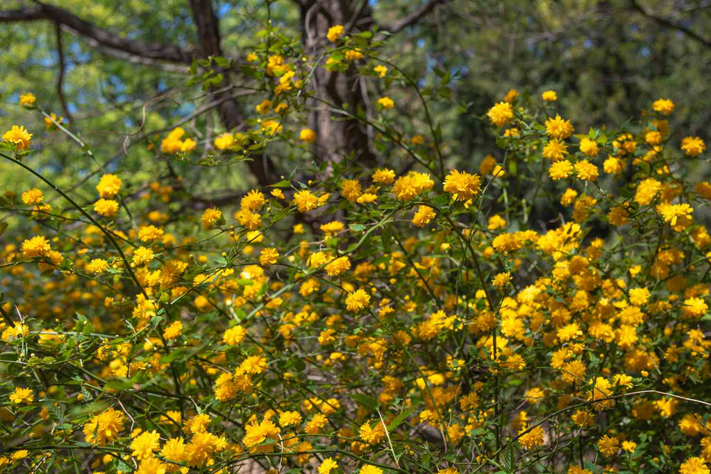Kerria Japonica Cuttings - 10 Unrooted 7" Kerria japonica Cuttings, Japanese Rose (Yellow Flowers)