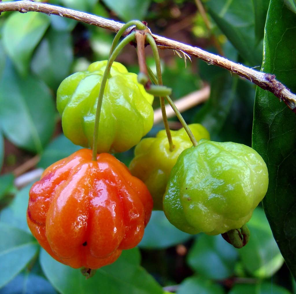 Surinam Cherry Cuttings (Eugenia uniflora) - 6 Live Clippings for Propagation