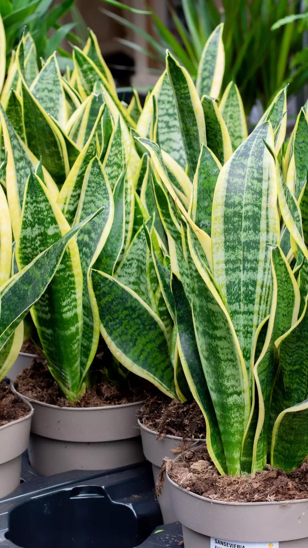Sansevieria Trifasciata Snake Plant in 4" Pot - Low Maintenance Indoor Houseplant, Air Purifying