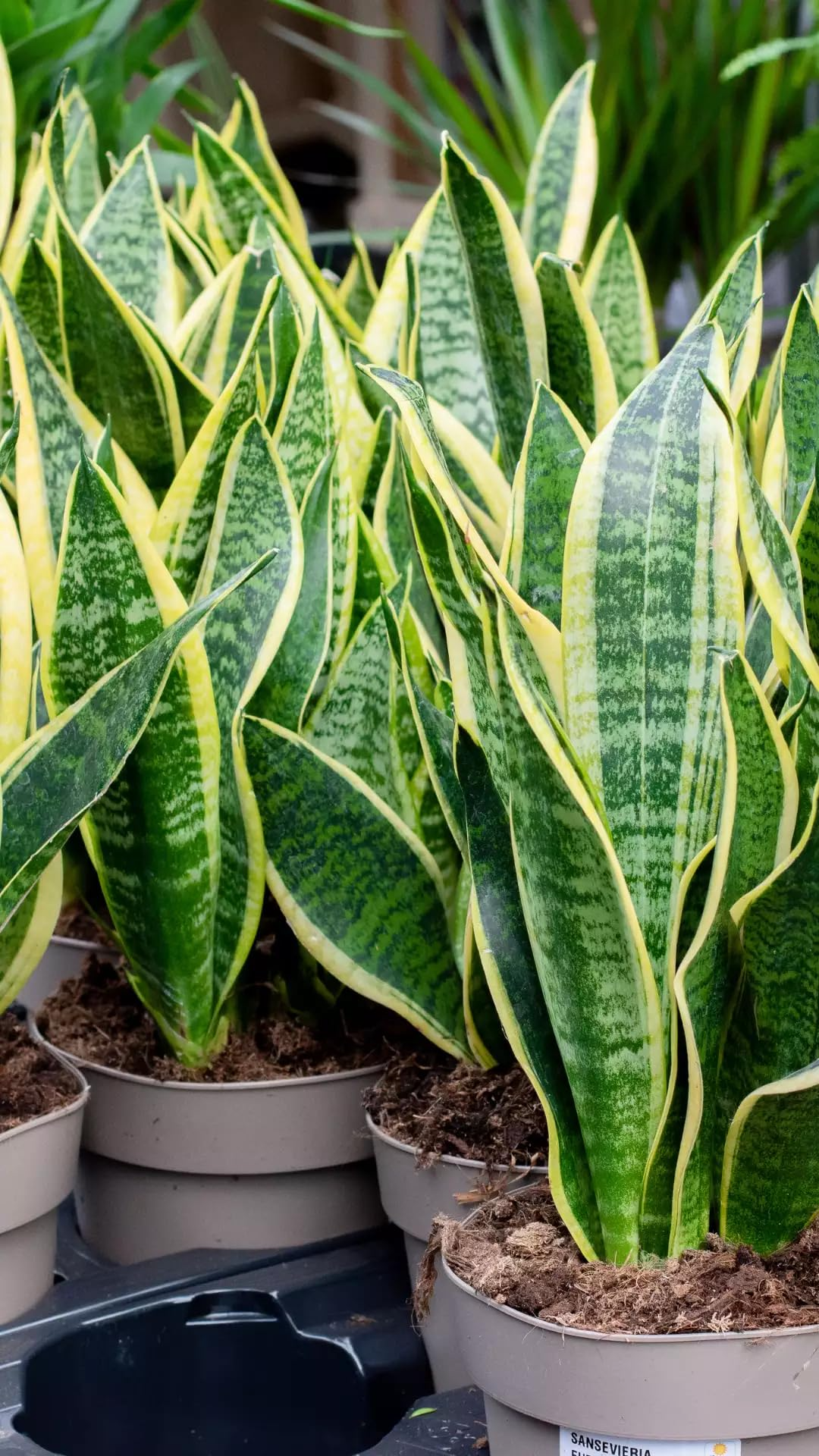 Sansevieria Trifasciata Snake Plant in 4" Pot - Low Maintenance Indoor Houseplant, Air Purifying