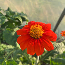 Mexican Sunflower Seeds (Tithonia rotundifolia) - 75 Seeds, Non-GMO, Orange Blooms, Annual