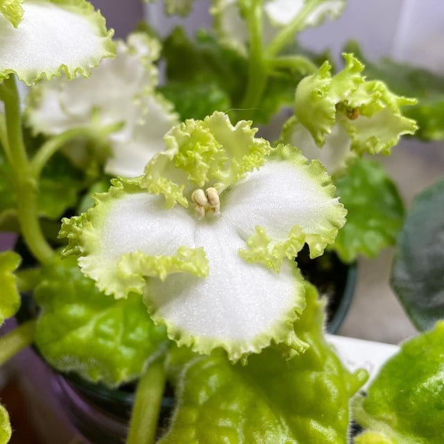 African Violet EK-Izumrudniye Rozi Leaf Cutting - Emerald Roses