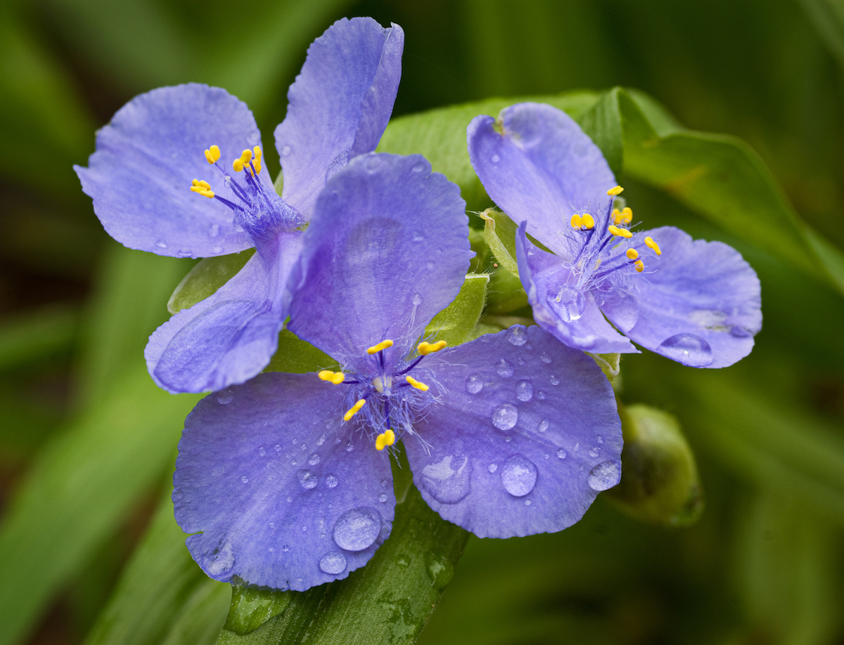 Tradescantia virginiana Cuttings - 10 Blue Spiderwort Stems (Rooted/Unrooted)