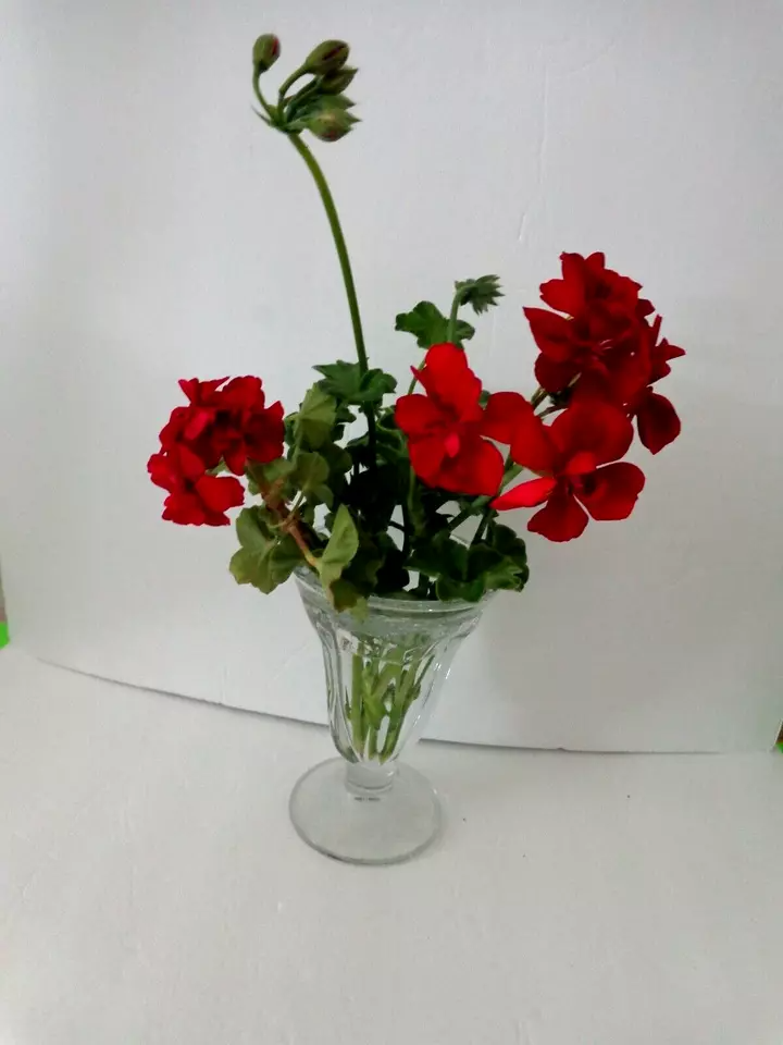 Rose Red Ivy Geranium Citronella Cuttings - 3 Fresh 6" Starter Cuttings