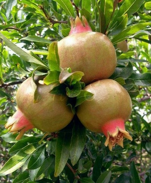 10 White Pomegranate Unrooted Cuttings (Punica granatum) 8-10" Organic, Each 8-10" – Propagation