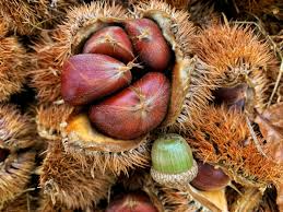 Dunstan Chestnut Tree Seeds - Hybrid Castanea dentata x mollissima (10 Seeds) – Blight-Resistant, Cold-Hardy