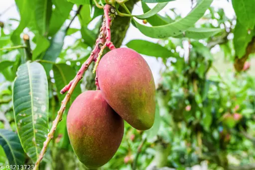 5 Red Mango Fruit Tree Unrooted Cuttings (Mangifera indica) for Grafting or Rooting