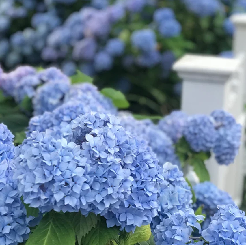 Hydrangea macrophylla Nikko Blue - 6 Rooted Cuttings (7-10 in) Blue Flowers, Shade Tolerant