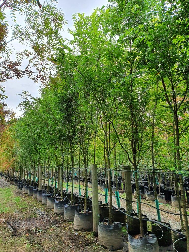 Chinese Elm Lacebark Tree - Ulmus parvifolia Rooted Starter Plants (3)
