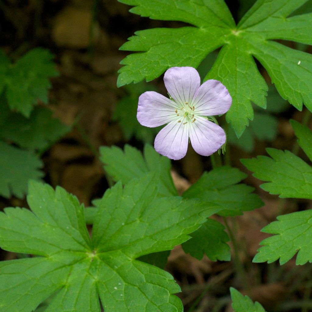 5 Bare Root Cranesbill Wild Geranium Plants (Geranium maculatum) – Native Perennial