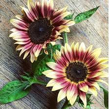 Strawberry Blonde Sunflower Seeds - 50 Hybrid Helianthus annuus | Pollinator-Friendly, Non-GMO