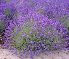 150 English Lavender Seeds Lavandula angustifolia | Non-GMO Fragrant Herb for Borders, Pots & Pollinator Gardens