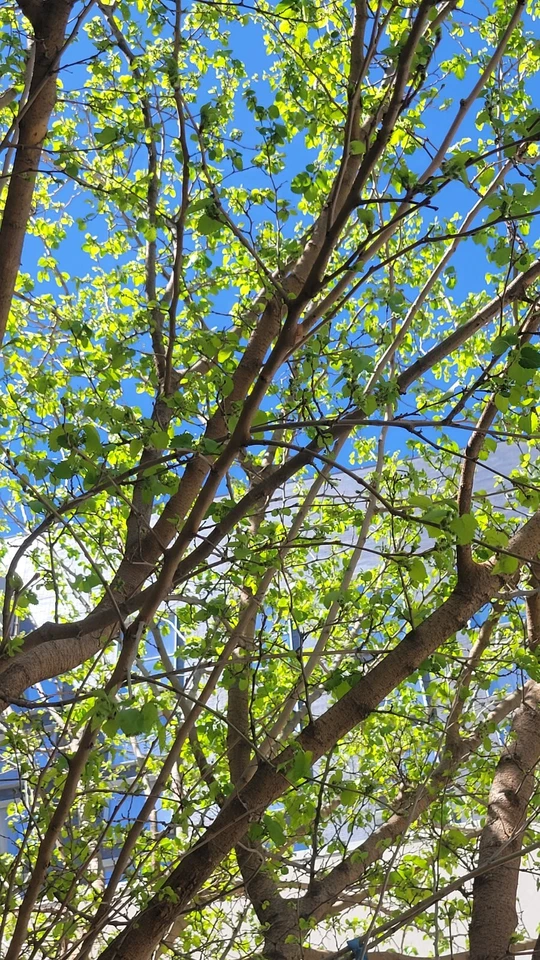 Pakistan White Mulberry Cuttings (10) - Morus alba, 6-8" Unrooted, Zones 5-9