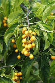 Celastrus scandens (American Bittersweet) Seeds - 30 Seeds Native Climbing Vine