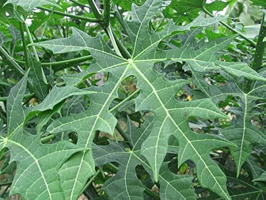 Chaya Cuttings, 3 Live Stems (6-8") – Cnidoscolus aconitifolius, Tropical Spinach Tree, Zones 10-12