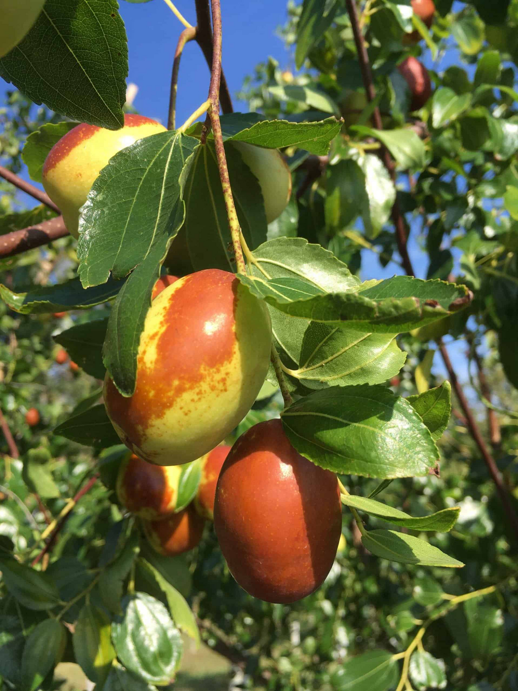 Chico Jujube Scion Cuttings (Unrooted), 3 count, 6-8" - Ziziphus jujuba for Grafting