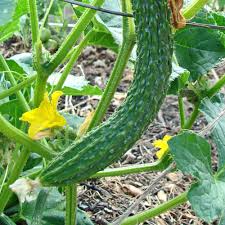 Asian Suyo Long Cucumber Seeds - Heirloom, Non-GMO, 60 Seeds