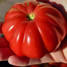 25 Ruffled Tomato Seeds - Exotic Heirloom Solanum lycopersicum