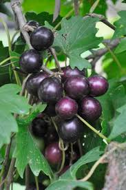 Muscadine Grape Plants - Southern Home (5 Starter Plants) | Vitis spp. Cold-Hardy Edible Vine