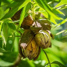 Hardy Pecan Tree (Carya illinoinensis) - Bare Root, 12–24" Tall, Nut Tree