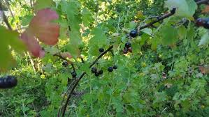 Jostaberry Cuttings - 12 Unrooted Ribes × nidigrolaria Cuttings