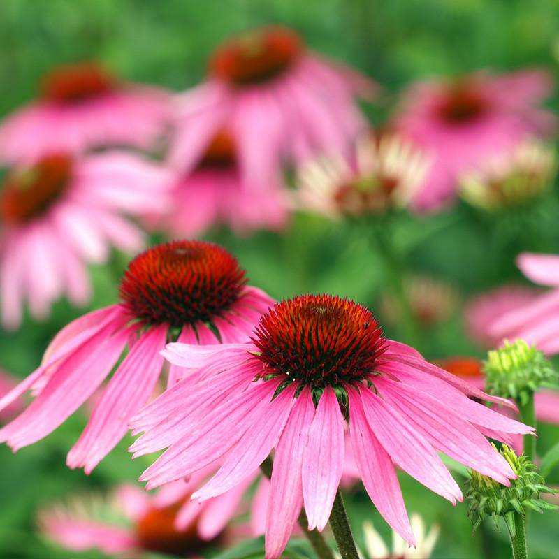 Purple Coneflower Seeds - Echinacea purpurea | 500+ Non-GMO Perennial Wildflower