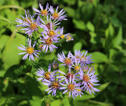 Swamp Aster Seeds - Symphyotrichum puniceum, 350 Seeds, Native Perennial for Wetland & Pollinator Gardens