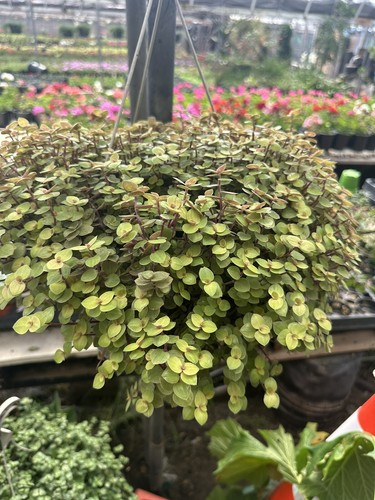 20 Unrooted Cuttings: Dwarf Bolivian Wandering Jew (Tradescantia minima / Callisia repens) - Easy Grow