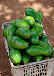 Florida Avocado Unrooted Cuttings (Choquet) - 2 Full Grafts for Persea americana