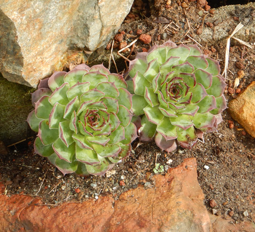 Sempervivum tectorum Hens and Chicks Succulent Cuttings - 20 x 1-1.5"
