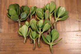 Crassula ovata Cutting - Thick Stem Jade Plant 0.5-0.75" Diameter | Succulent Propagation