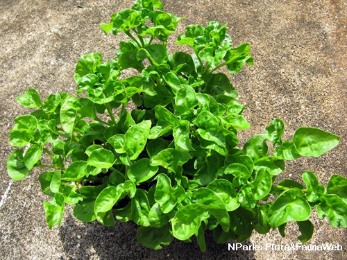 Brazilian Spinach (Sissoo / Samba Lettuce) – 4 Organic 4–5" Cuttings | Alternanthera sissoo
