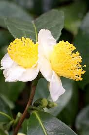Camellia sinensis Cuttings - 6 Count (Tea Plant) Cold Hardy Zone 6b