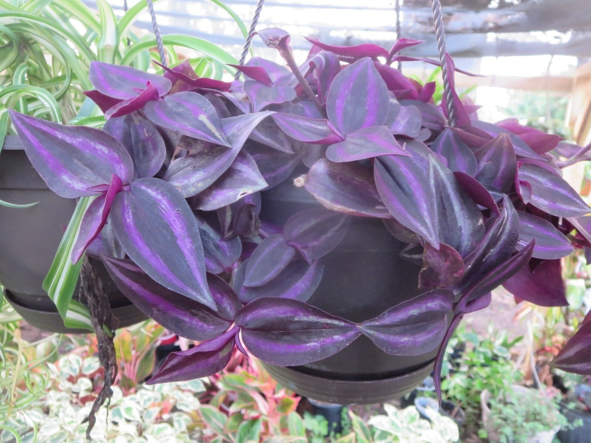 Tradescantia zebrina 'Burgundy' Cuttings - 8 Unrooted 5-6" Trailing Houseplant