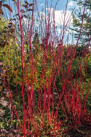 Red Twig Dogwood (Cornus sericea) Bare Root 12-18"