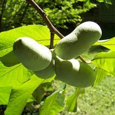 Paw Paw Tree Seeds | Asimina triloba (5 Seeds) Indian Banana - Cold-Hardy Native
