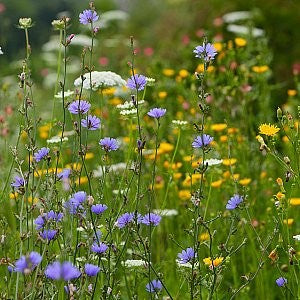 Chicory Wildflower Seeds (Cichorium intybus) - 100 Non-GMO Blue Flowers for Pollinator Gardens