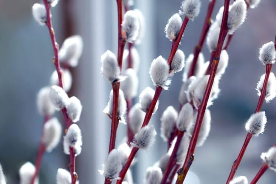 Salix caprea French Pussy Willow Shrubs - 5 Bare Root Live Plants, 1–2 ft tall