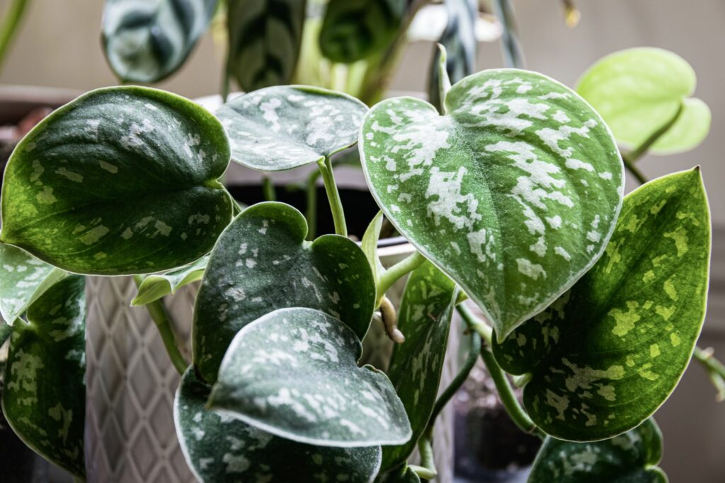 Scindapsus Pictus Satin Pothos - 2 Rooted Cuttings, Silver Variegated Starter Plant