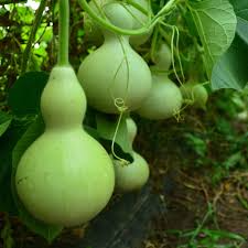 Long Bottle Gourd Seeds (Lagenaria siceraria) - 35 Non-GMO, High Yield, Fast Growing