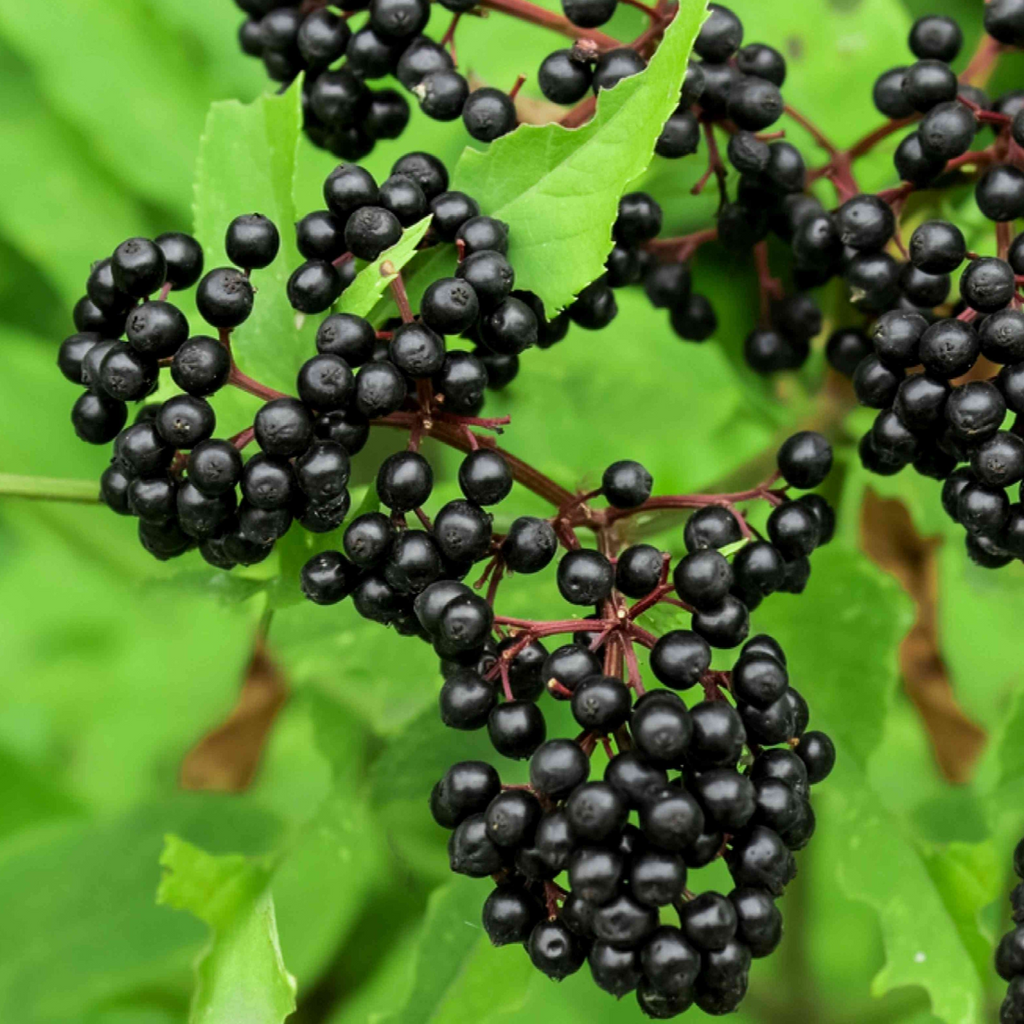 Adams Elderberry Cuttings (Sambucus nigra 'Adams') - 12 Unrooted Stems for Zones 3-9